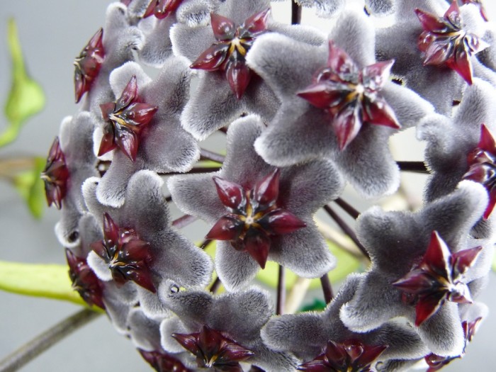 Hoya purpura v fusca