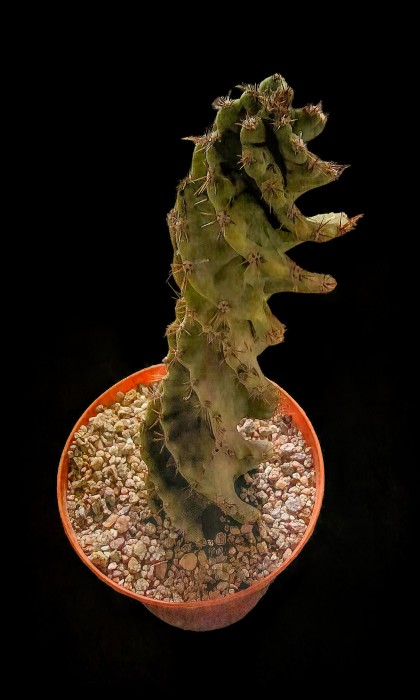 Cereus forbesill spiralis.jpg