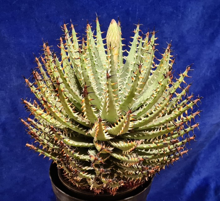 Aloe erinacea 1_23.jpg