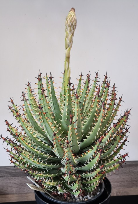 Aloe erinacea fl 21-1_23.jpg