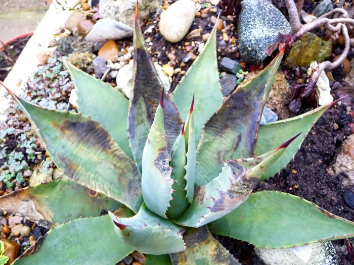 Agave parryi on rockery.