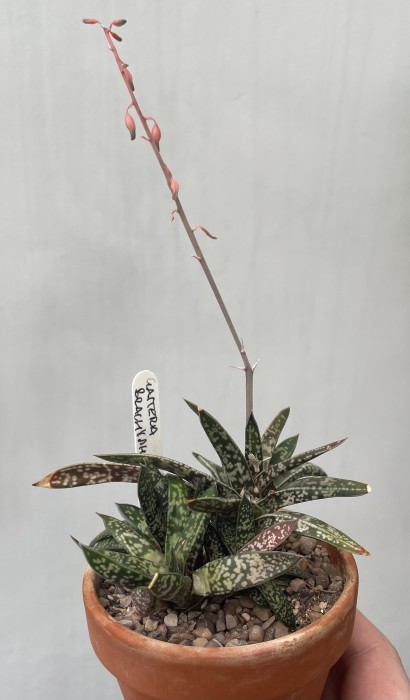 I have this labelled as Gasteria brachyphylla var. brachyphylla, although I'm not sure on this.