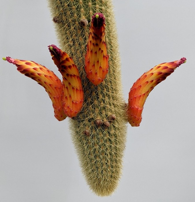 Cleistocactus brookeae ssp.brookeae