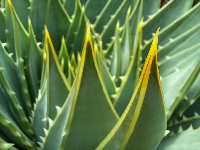 Aloe polyphylla WB20230501 110333.JPG