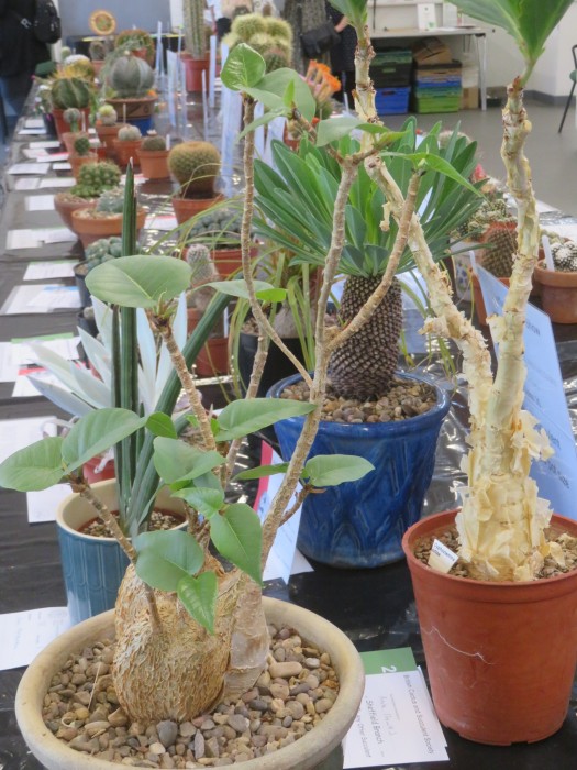 Cyphostemma juttae and Ficus at Sheffield show