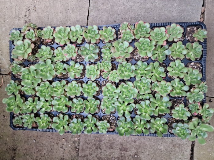 Aeonium mascaense cuttings grown in cell trays, ready for children to pot up and take home