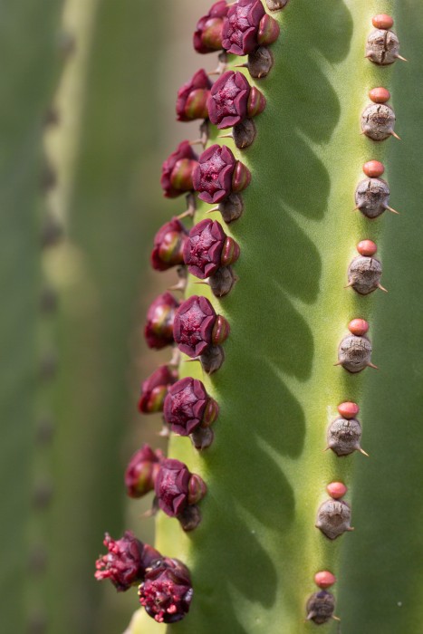 WB Euphorbia canariensis.JPG