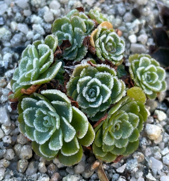Rosularia sempervivum glaucophylla.jpg