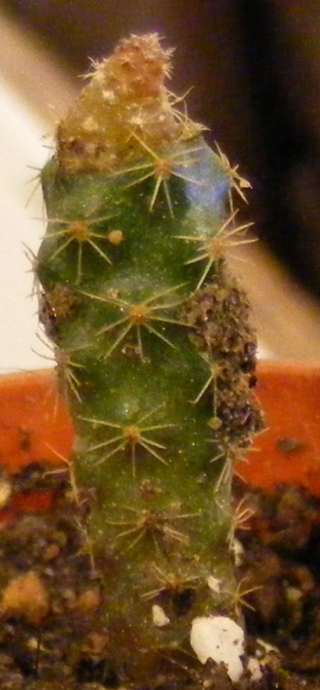 Neoporteria gerocephala graft.JPG