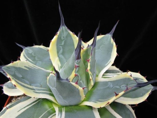 Agave parryi 'Cream Spike'