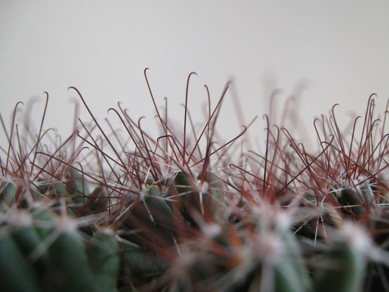 A forest of spines