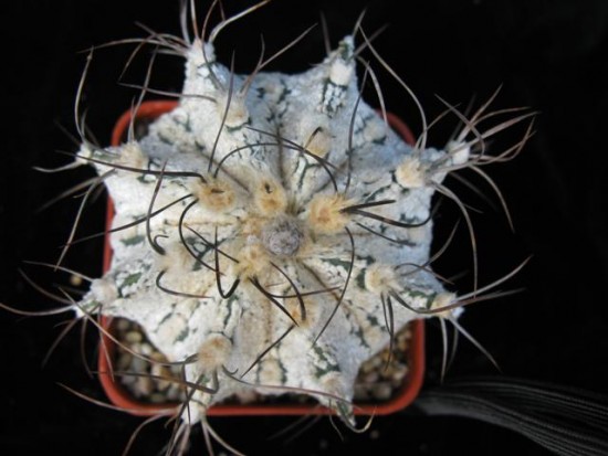 Astrophytum Superkabuto hybrid