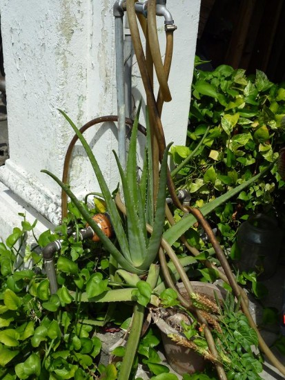 Aloe vera in a pot - Georgetown
