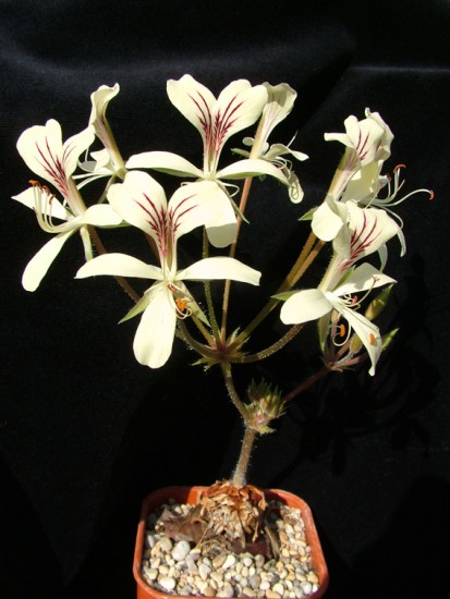 Pelargonium oblongata A.jpg