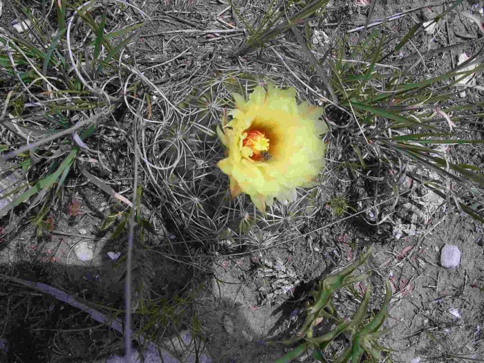 Copryphantha pallida in flower