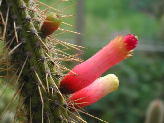 Cleistocactus candellila