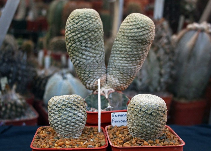 Euphorbia piscidermis