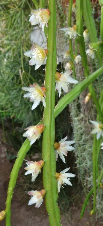 Rhipsalis boliviana.jpg