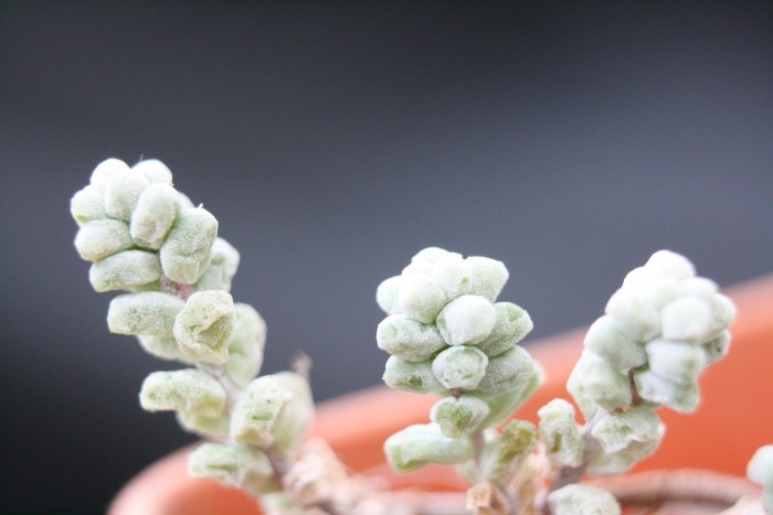 Sedum brevifolium makes the Crassula look rather large