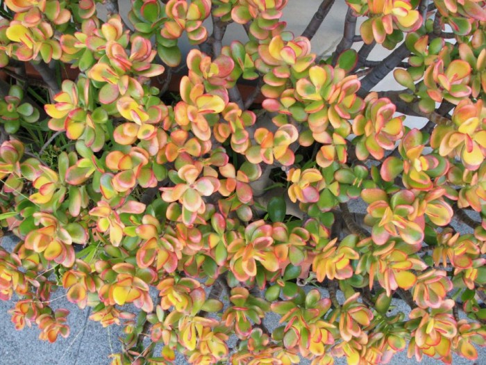 Crassula ovata colored closr.jpg