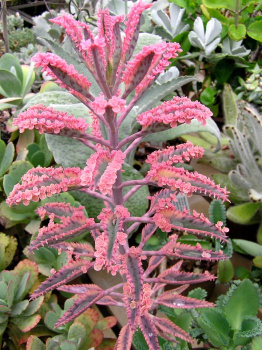 Kalanchoe daigremontiana X tubiflora variegated.jpg