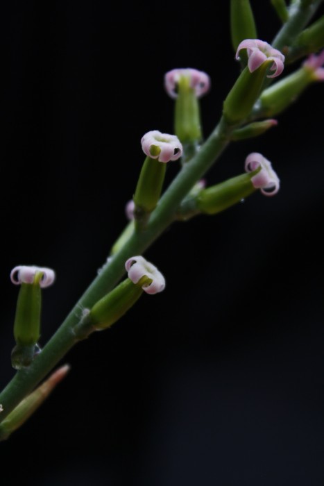 sphenophyllus flower