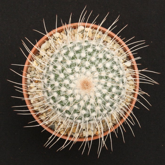Spines and symmetry.10001.jpg