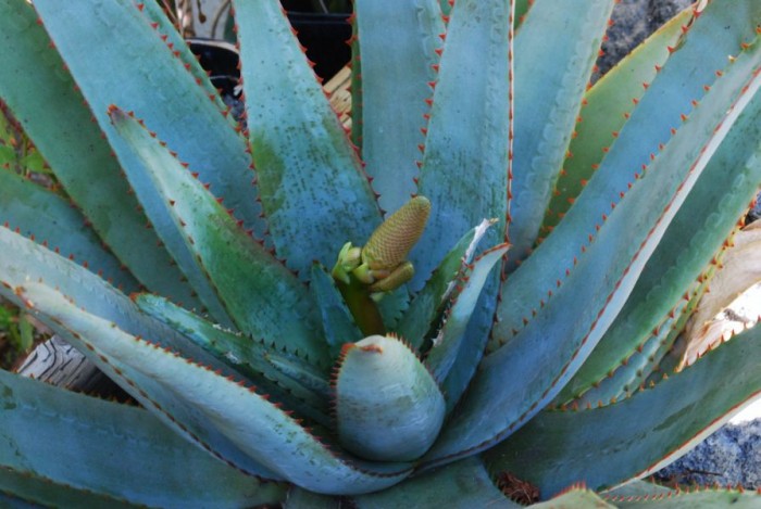 Aloe betsileensis early flower 12-11.jpg