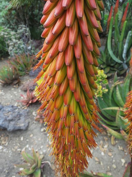 Aloe aculeata (red form)