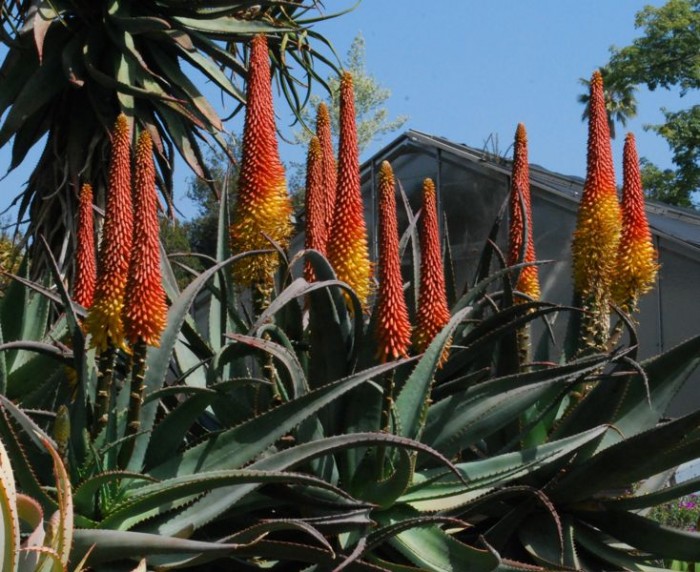 Aloe africana (Huntington)