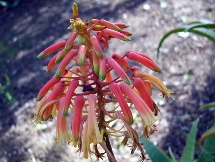 Aloe andongensis in Huntington garden