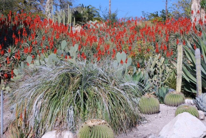 Aloe arborescens colony in Huntington Gardens