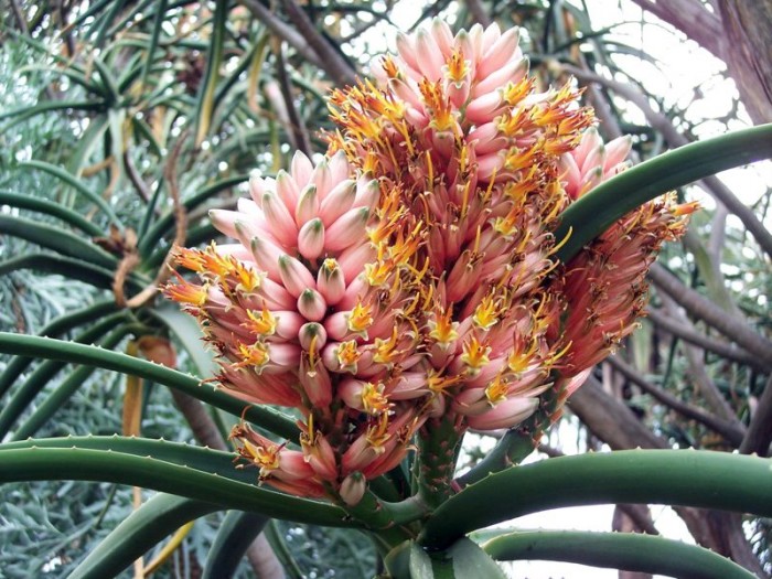 Aloe barberae HUntington