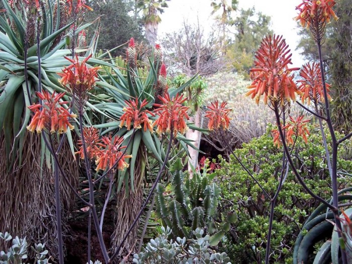 Aloe burgerfortensis (Huntington gardens)
