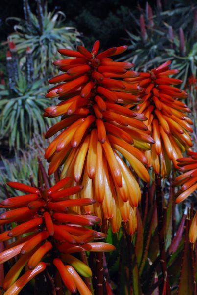 Aloe cameronii Los Angeles arboretum