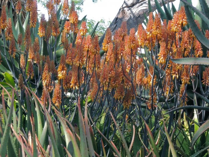 Aloe camperi
