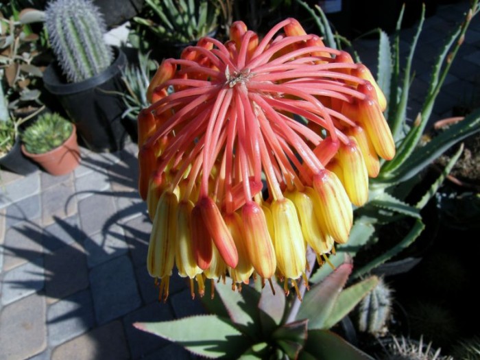 Aloe capitata in nursery