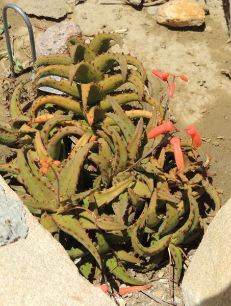 Aloe castillioniae in Santa Barbara growing outdoors