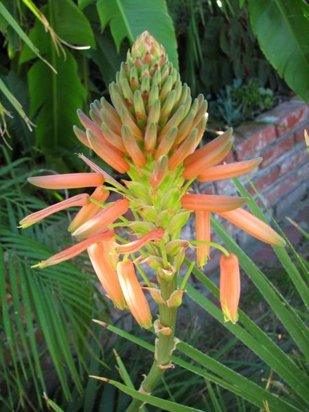 Aloe chlortolirioides x arborescens in my yard