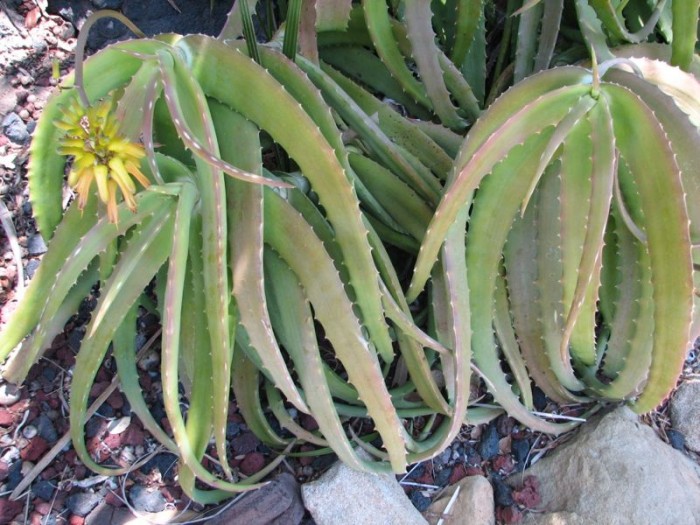 Aloe confusa (Lotusland, Santa Barbara)