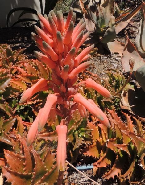 Aloe congolensis (Santa Barbara, California)