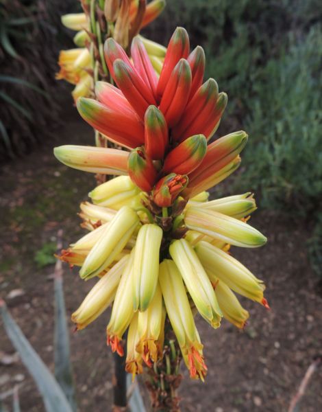 Aloe cryptopoda 'wickensii' form, Huntington