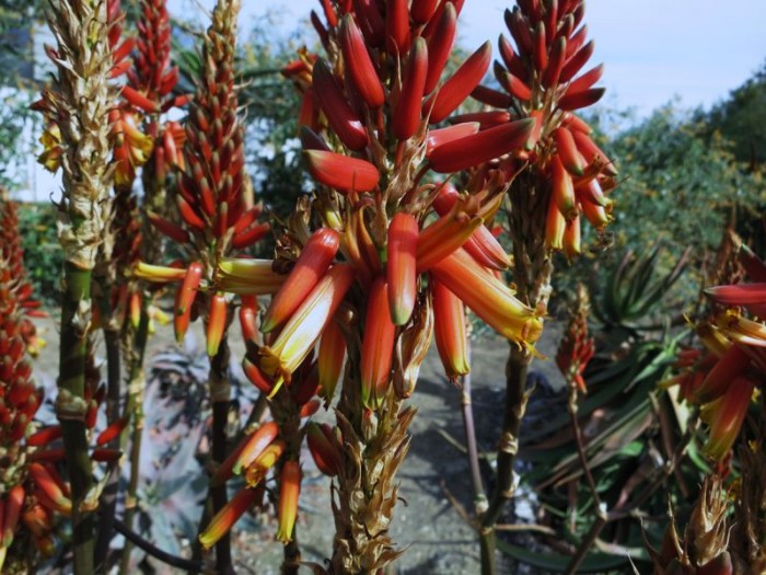 Aloe cryptopoda (normal color- Huntington)