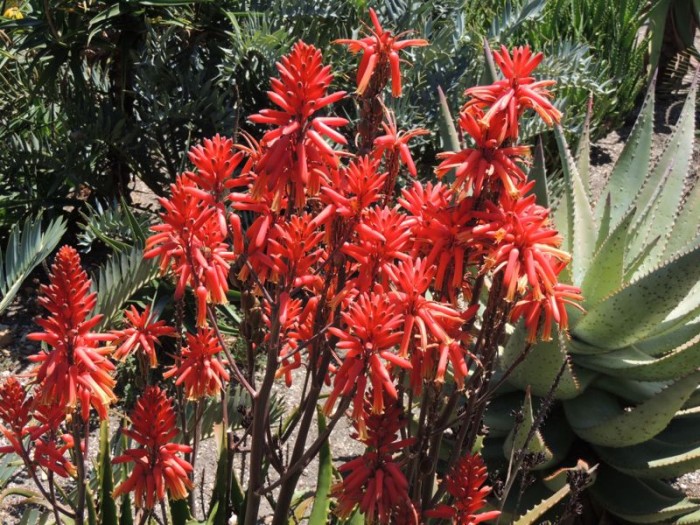 Aloe dawei (Santa Barbara, California)