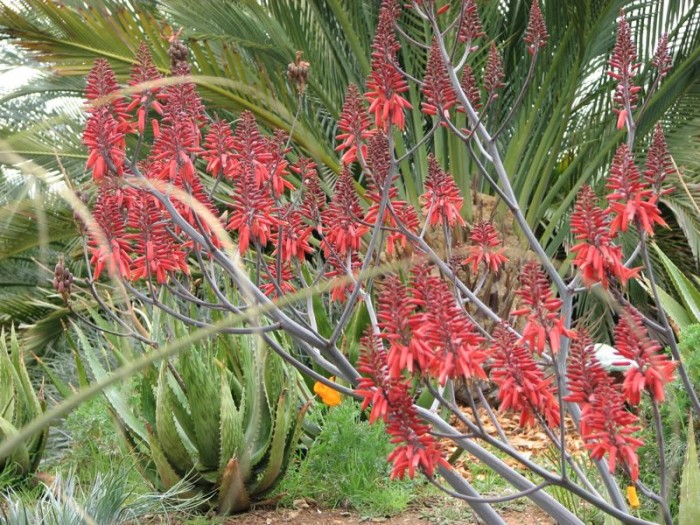 Aloe debrana flowers (San Marcos, California)