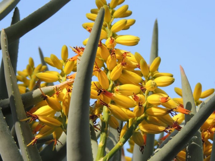 Aloe dichotoma flowers (San Diego, California)