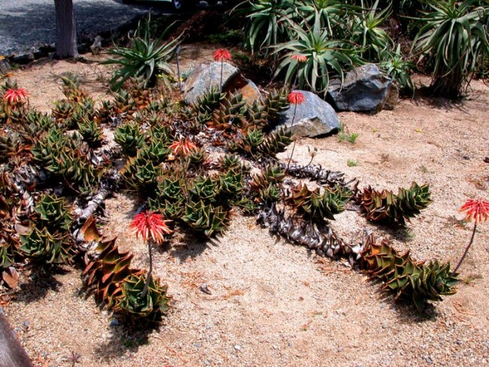 Aloe distans (form of A perfoliata) in UC Irvine botanical gardens, California