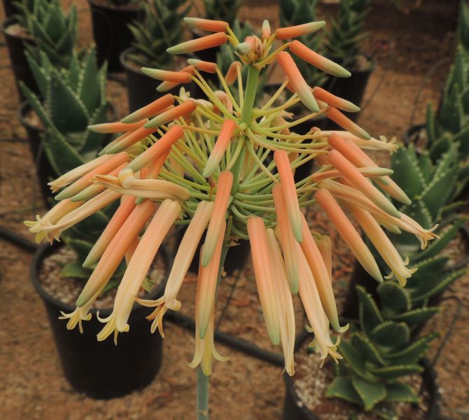 Aloe distans pale flower in nursery