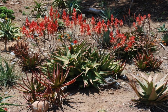 Aloe elgonica colony in nursery