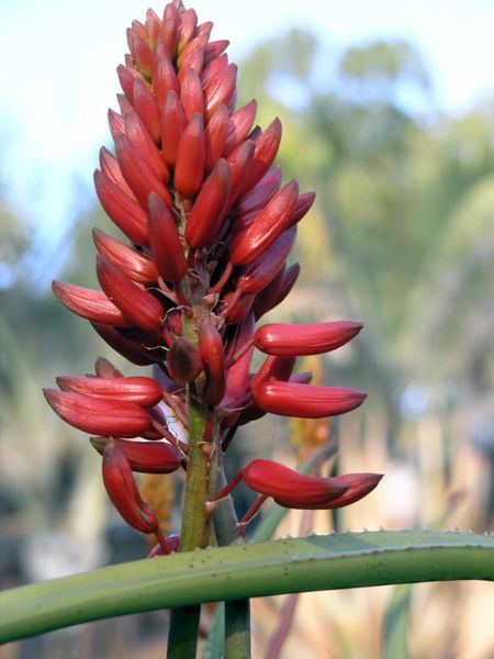 Aloe eminens San Marcos, California